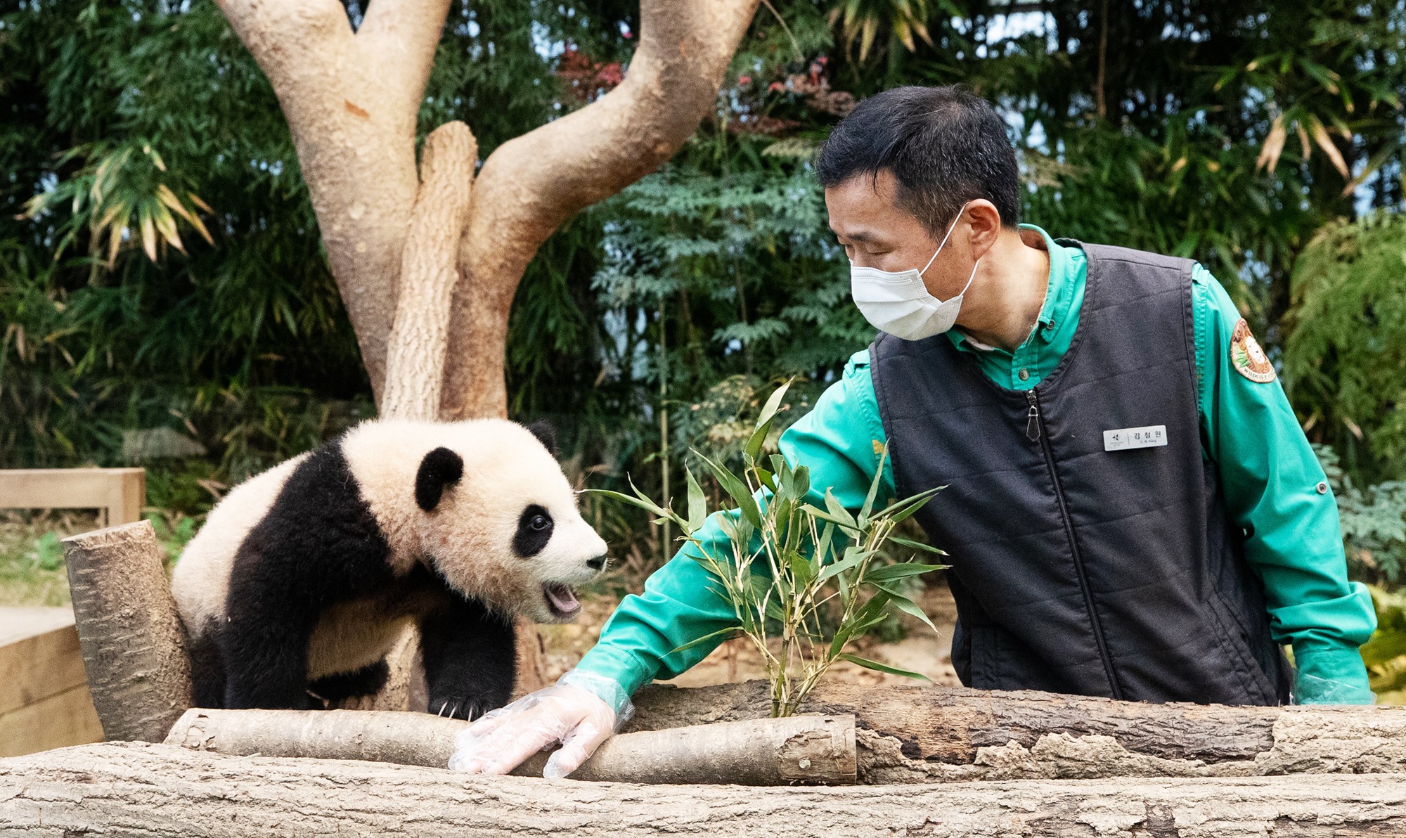 2020年7月20日在韩国出生并备受人们喜爱的大熊猫福宝因最近的中国之行，在当地也引起了不小的轰动。图为2021年1月，韩宣网记者在京畿道龙仁市爱宝乐园熊猫世界，见到的出生6个月福宝和饲养员姜哲远。图片来源：韩国网DB