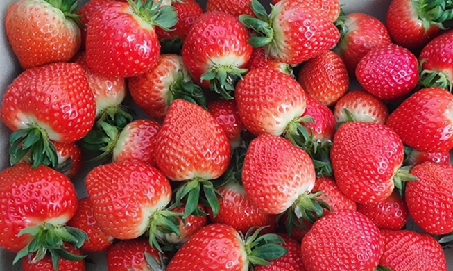备受欢迎的韩国草莓，其秘诀是?