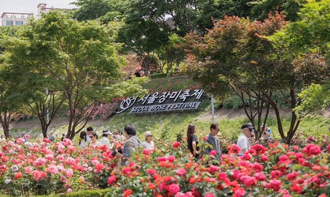 首尔中浪川玫瑰盛典之旅