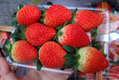 新鲜的韩国草莓销往国外