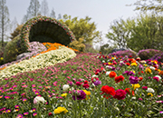 高阳国际花卉博览会