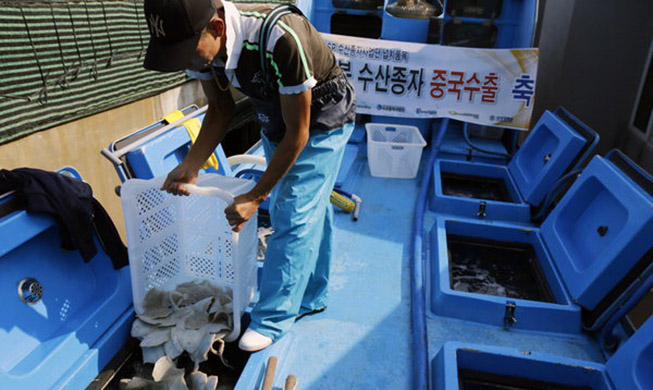 用韩国技术改良的大菱鲆“Turbot”首次出口到中国