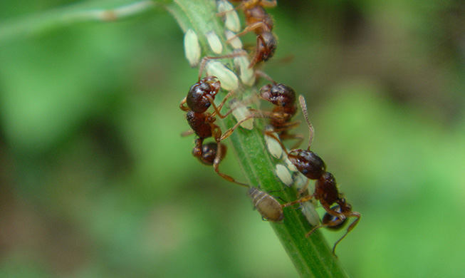 全球变暖导致蚂蚁迁徙至更高处