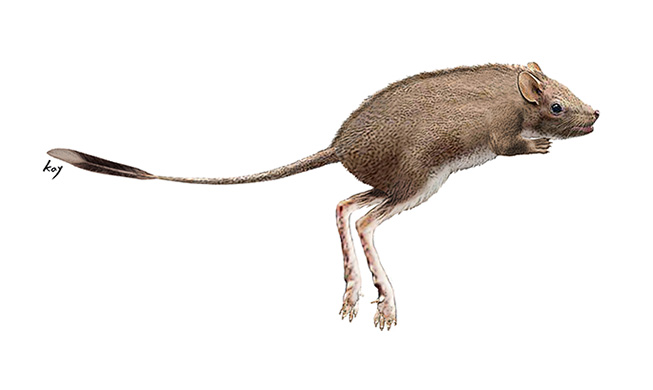 发现1亿年前在韩半岛奔跑的小动物脚印