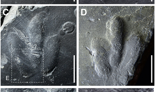 韩国首次发现恐龙脚印化石