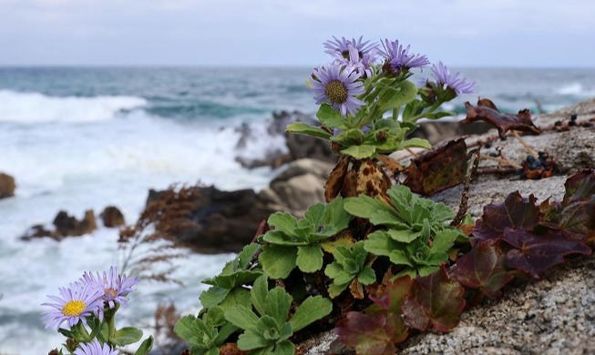 盛开于东海岩石缝里的“海边雏菊”