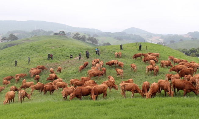 【图片看韩国】厩舍韩牛首次在大关岭草原放牧