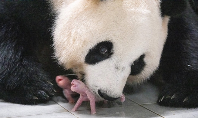 在韩出生双胞胎大熊猫入选《时代周刊》最有影响力100张照片