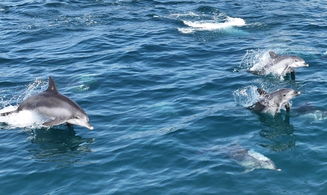 印太洋瓶鼻海豚海中畅游