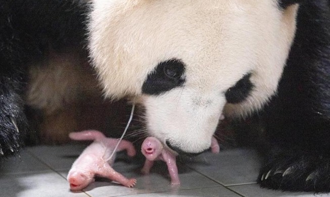 韩爱宝乐园诞生首对大熊猫双胞胎