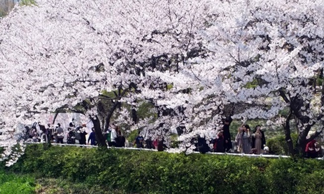 韩国充满粉红色彩的春天