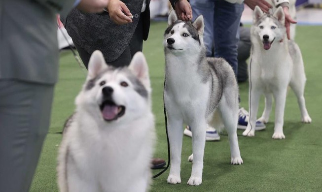 2023韩国最优犬展