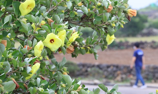 【图片看韩国】 濒临灭绝的植物黄槿花在济州岛盛开