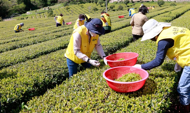 【图片看韩国】 充满绿茶香的“宝城之春”