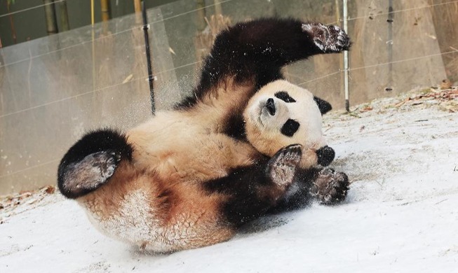 大熊猫“福宝”在雪地里打滚
