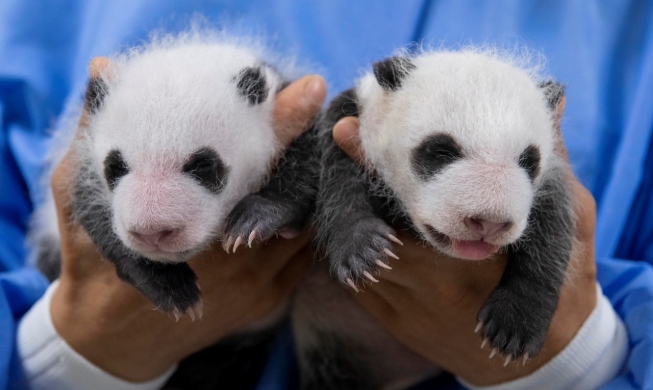 韩爱宝乐园公开大熊猫双胞胎幼崽满月照