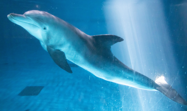 韩国水族馆最后一只印太洋瓶鼻海豚“飞凤”将回归大海