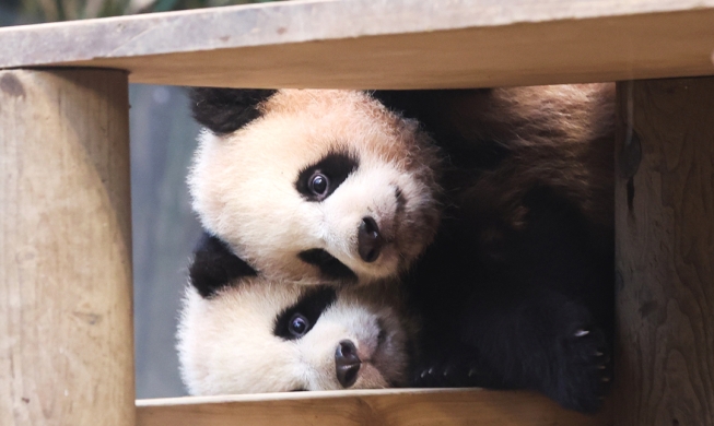 在韩出生双胞胎熊猫宝宝与公众见面