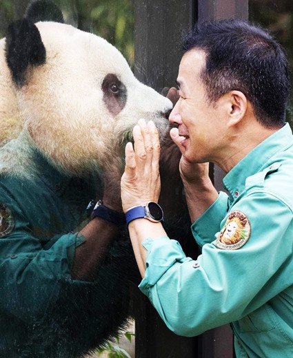 在韩出生大熊猫“福宝”在中国也备受喜爱
