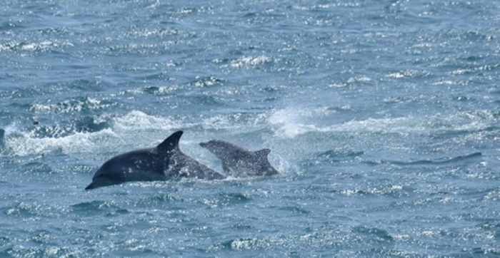 170721_dolphine2_700.jpg