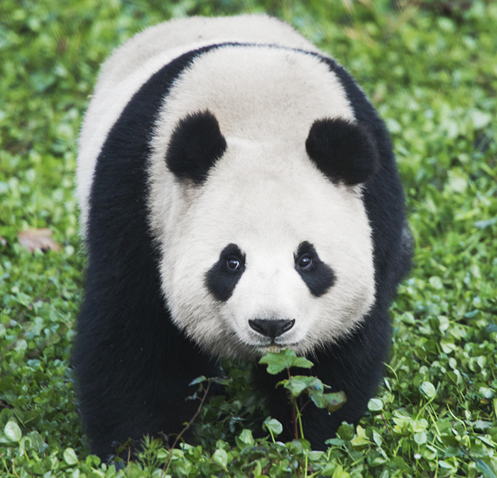 20160219_Panda_01_female.jpg