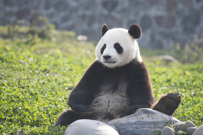 20160219_Panda_02_male.jpg