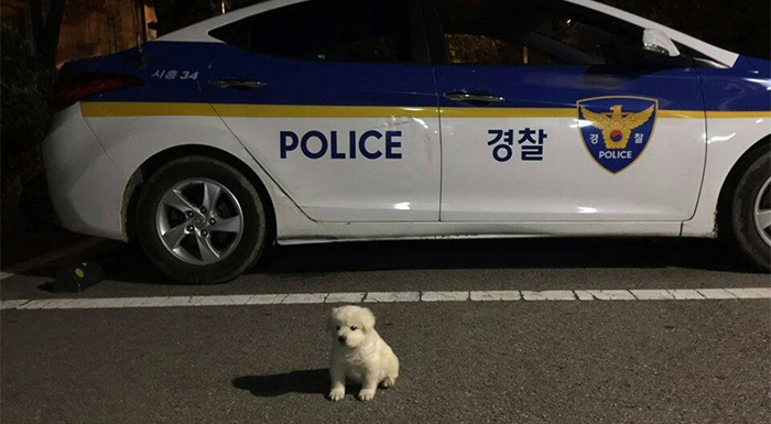순찰차 앞에서 포즈를 취하는 옥도리의 아기 사진. 