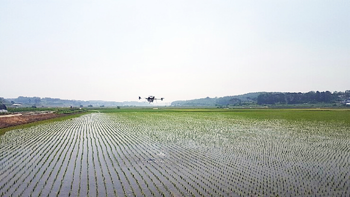 3日,农业无人机在忠清南道唐津的农田上喷洒除草剂。