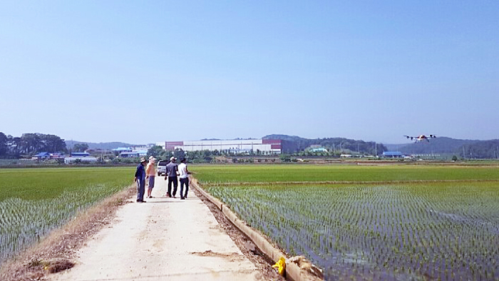 3日,农业无人机在忠清南道唐津的农田上喷洒除草剂。
