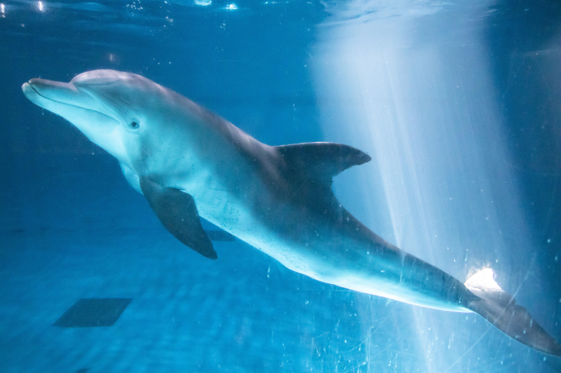 韩国水族馆最后一只印太洋瓶鼻海豚“飞凤”将回归大海: Korea.net : The