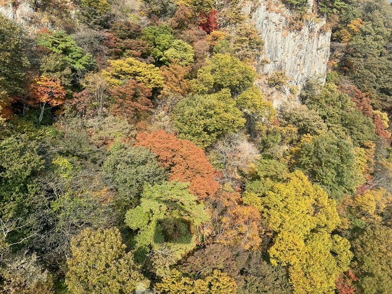 图为10月26日，在缆车上观望到的被枫叶染红的内藏山风景。韩宣网记者吴金花 摄