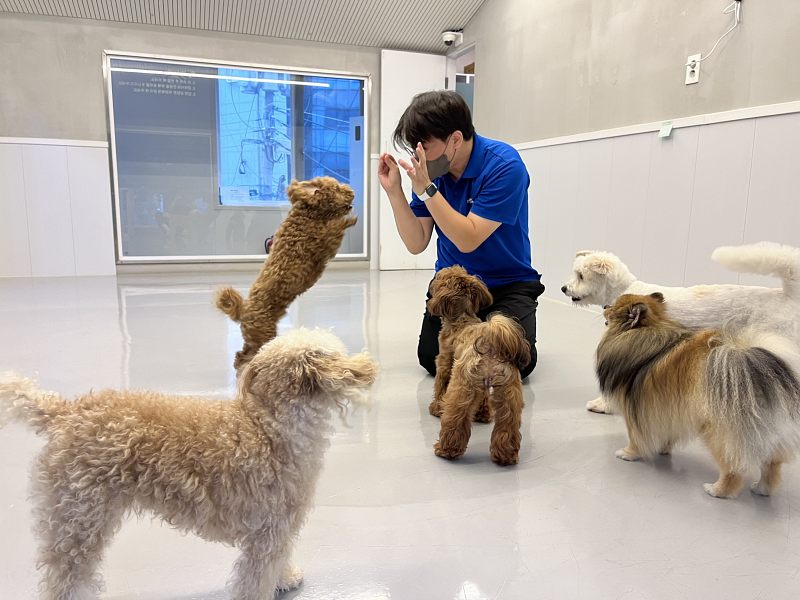 首尔瑞草区从2019年开始在春节及中秋连休、夏季休假期间，为减轻宠物家庭的负担，开始提供伴侣犬照看服务。图片来源：瑞草区