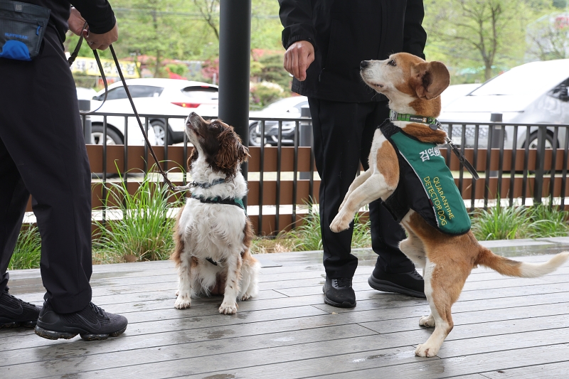4月24日，在京畿道南杨州市举行的退役检疫探知犬领养活动上，农林畜产检疫本部仁川机场的相关工作人员正在与退休探知犬“玛丽”（左）和“小黄”散步。