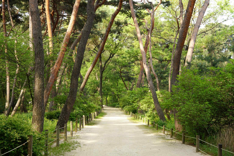 图为首尔“泰陵-康陵林路”一景。图片来源：文化财厅