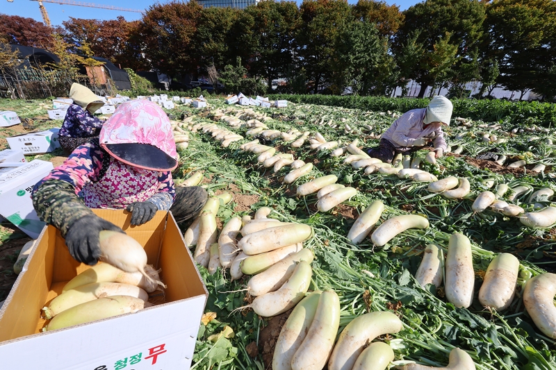 11月6日，为立冬的前一天，在仁川市南洞区的一个农场，农民们正忙着收获萝卜。