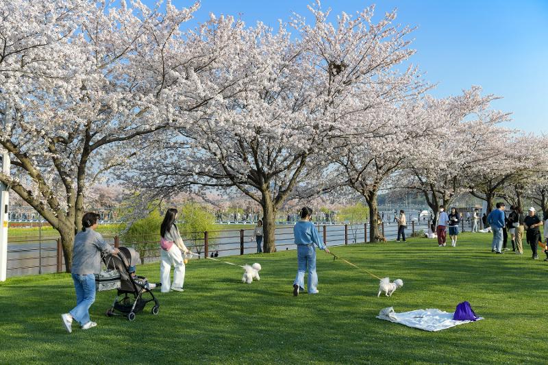 韩国文化体育观光部将全罗北道益山市和庆尚北道庆州市选定为2025年“宠物友好型旅游城市”。图为市民在全罗南道顺天市绿岛与宠物一起散步的景象。图片来源：文化体育观光部