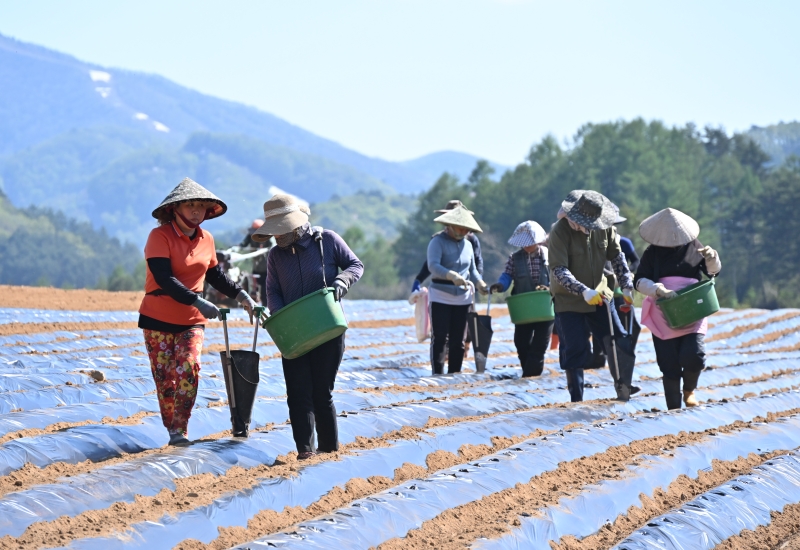 今年，韩国江原道引进的外国人季节劳动者约有9000人。图为去年5月，外国人季节劳动者在江原道平昌郡大关岭面种植土豆。图片来源：平昌郡