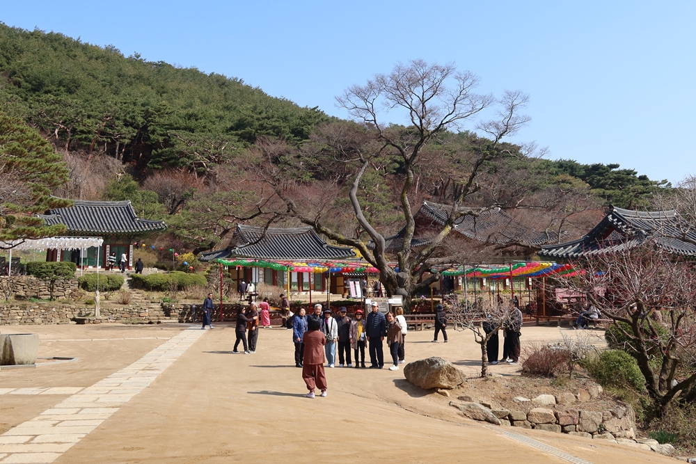 造访仁川江华传灯寺的人们在一棵受保护古树前拍照留念。韩宣网记者Charles Audouin 摄