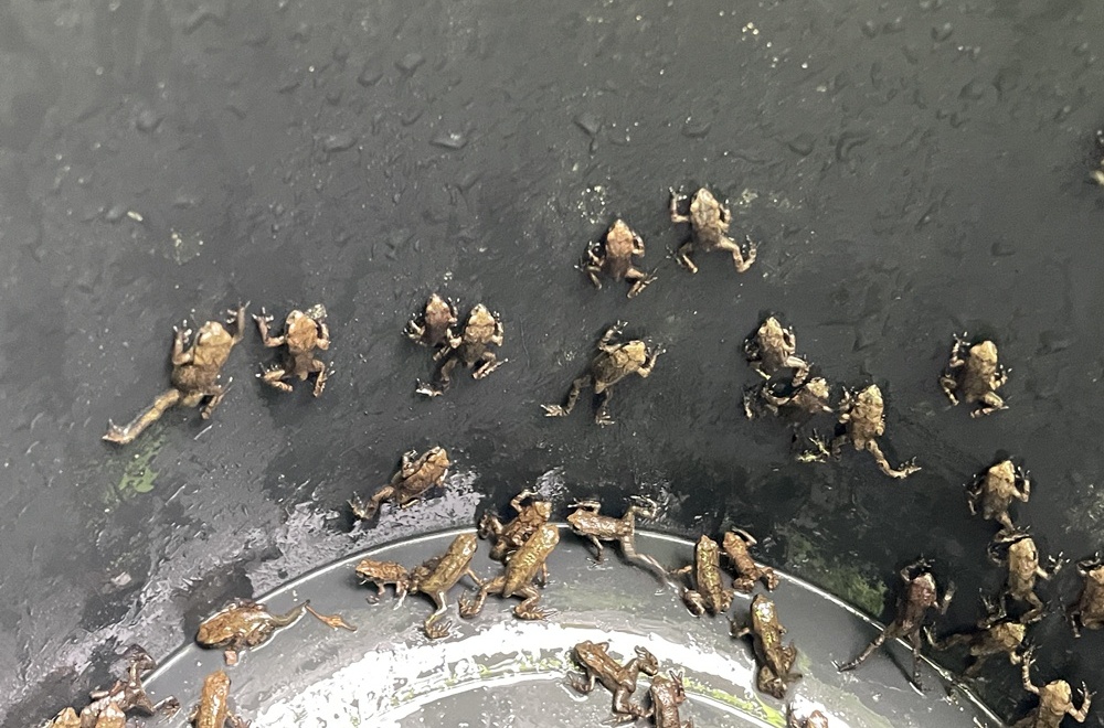 5月9日，在韩国蔚山中区的长岘蓄洪池，一群刚变成小蟾蜍的幼体正在迁徙，前往它们的陆地栖息地——黄坊山一带。图片来源：蔚山中区厅