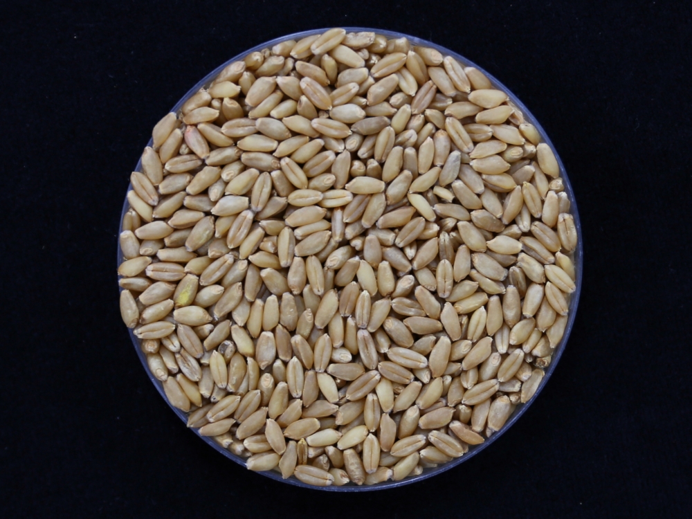 图为Irum小麦的种子。图片来源：农村振兴厅