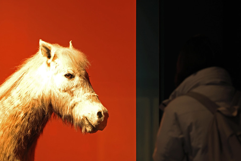 图为12月16日，在首尔钟路区国立民俗博物馆举行的特别展《日常生活中处处可见的“马”》中，来访者正在参观有关果下马的展品。果下马是原产于韩国济州岛的中小型马种，于1986年被指定为韩国天然纪念物。韩宣网记者朴大珍 摄