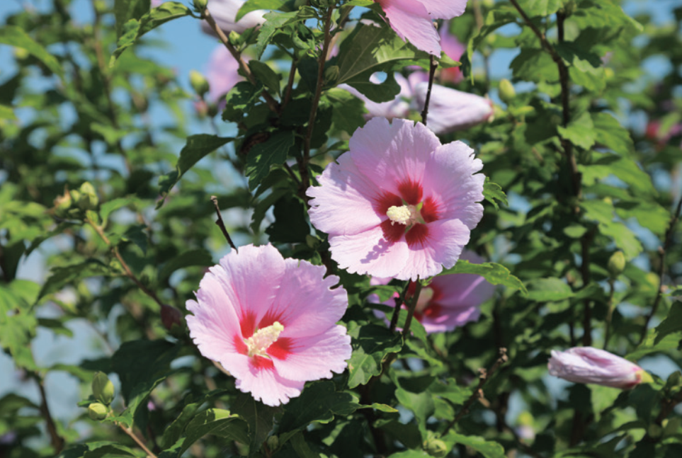 6. 木槿花 以顽强的生命力和典雅之美，体现了韩国的民族 认同。