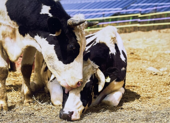 位于江原道麟蹄郡新月里“月升之家”中生活的被救助牛群。图片来源：动物解放浪潮
