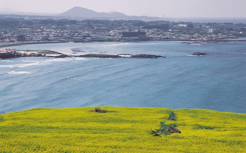 济州西归浦市加波岛的油菜花与海岸风光。图片来源：韩宣网DB