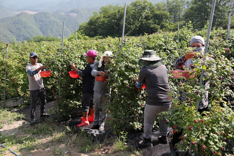 韩国法务部5月11日表示，为缓解人口减少地区的人力短缺问题并为地方经济注入活力，将新设&ldquo;地区活力小商户雇佣特例&rdquo;制度，并于18日起实施。图为外国劳动者在茂朱郡一家农户采摘覆盆子的场景。图片来源：全罗北道茂朱郡