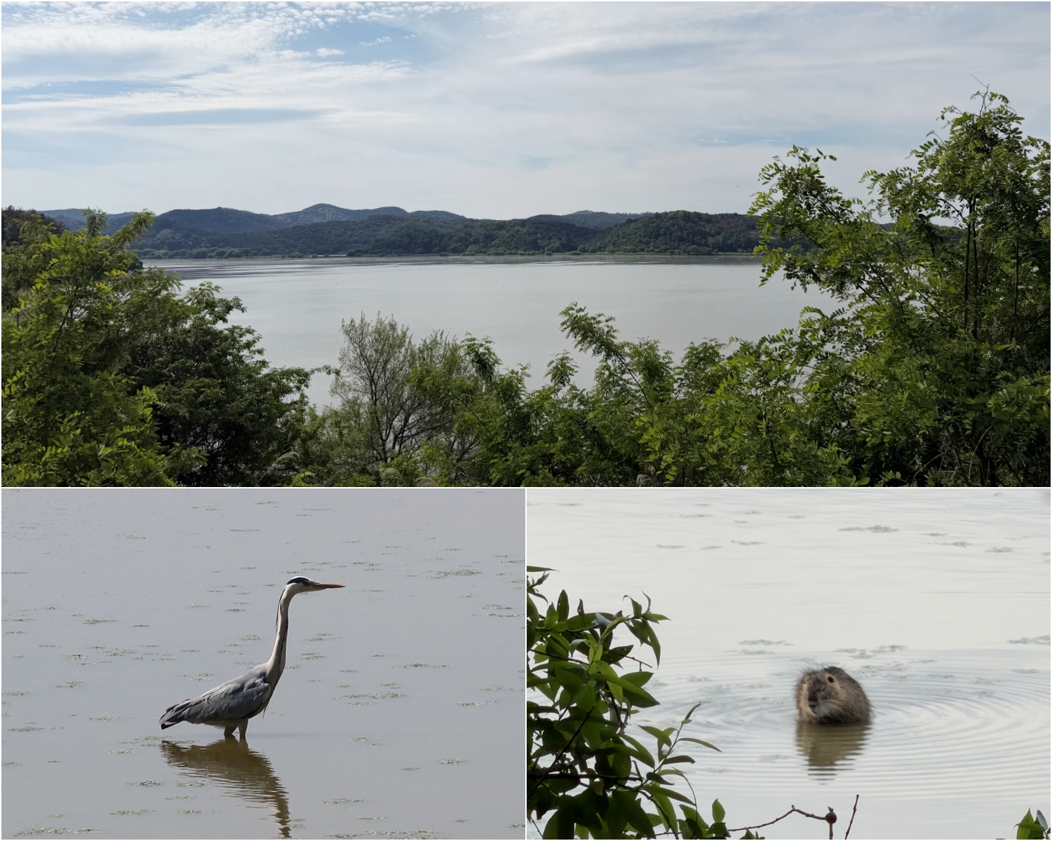 5月7日，在牛浦沼各处可见苍鹭捕食鱼类以及水獭嬉水的场景。湿地边缘芦苇摇曳，不时传来鸟鸣声。韩宣网记者Charles Audouin 摄