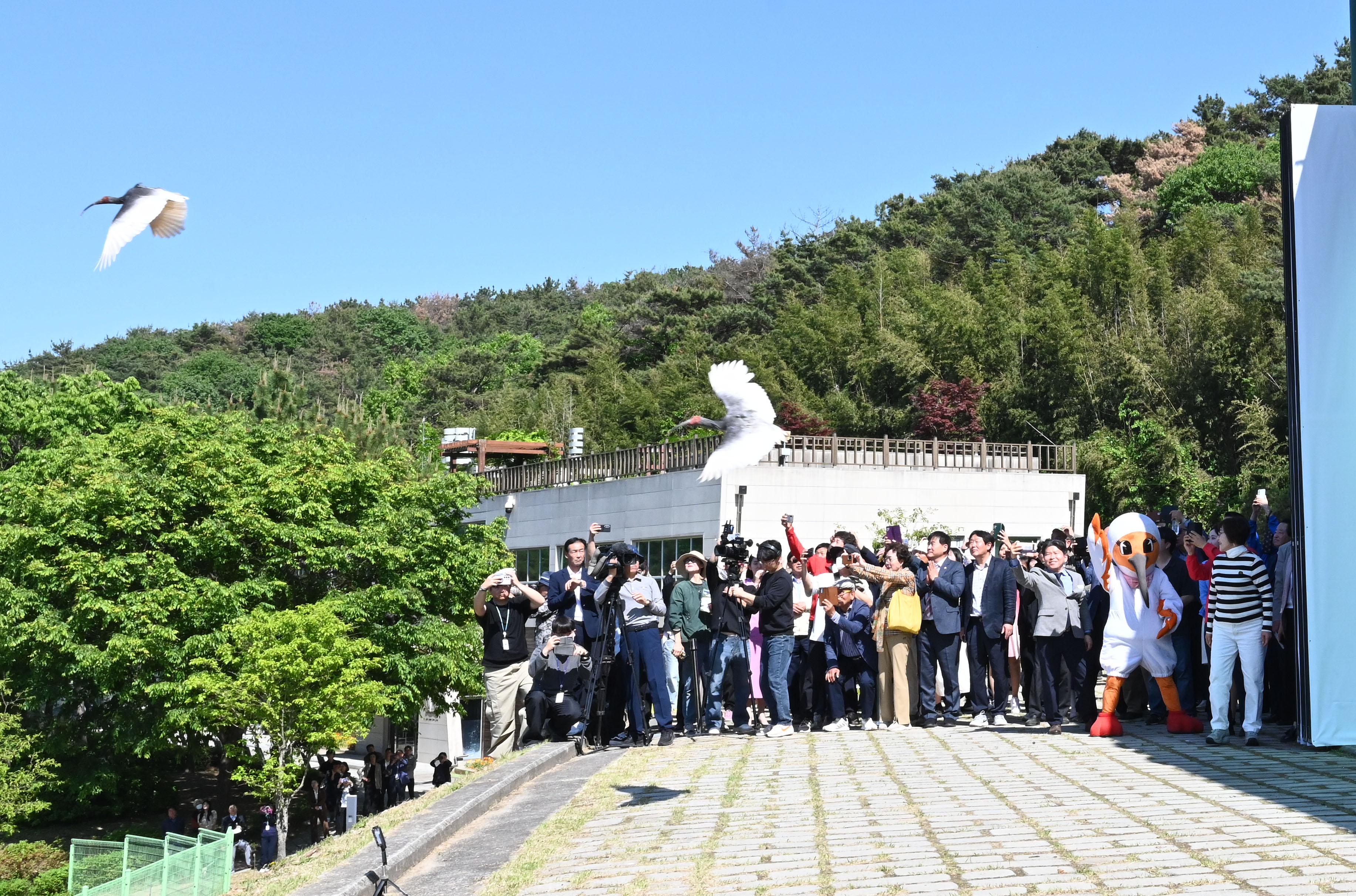 5月6日，在庆尚南道昌宁县牛浦朱鹮复原中心放飞了50只朱鹮。进入繁殖季后，原本洁白的朱鹮羽毛会逐渐变为灰色。图片来源：昌宁县