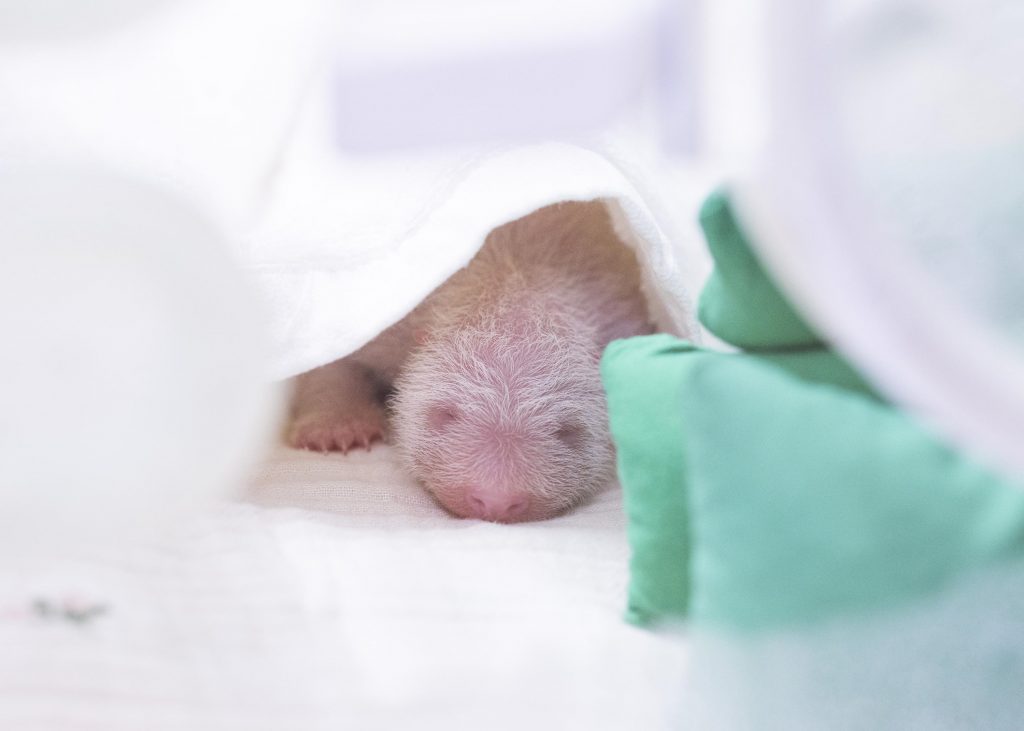 图为6月3日出生的大熊猫幼崽。图片来源：三星物产