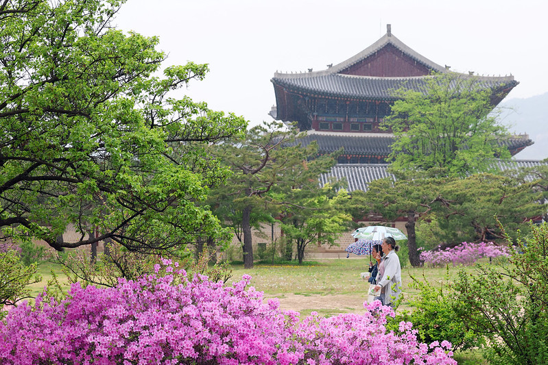 4月20日，外国游客在首尔钟路区景福宫撑伞游览。图片来源：韩宣网DB