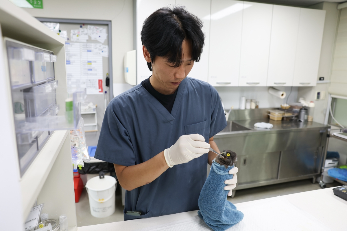 7月24日，在釜山市沙下区洛东江河口生态中心野生动物救护中心，一名兽医正在给获救的雕鸮幼鸟喂食。该中心长期承担受伤野生动物的专业救治、康复及野外放归工作，持续守护当地生态系统的健康与生物多样性。韩宣网记者朴大珍 p></div> <br><br> <div class=